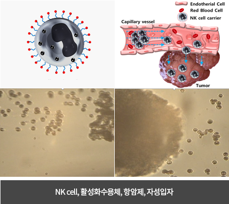C4 NK cell 캐리어